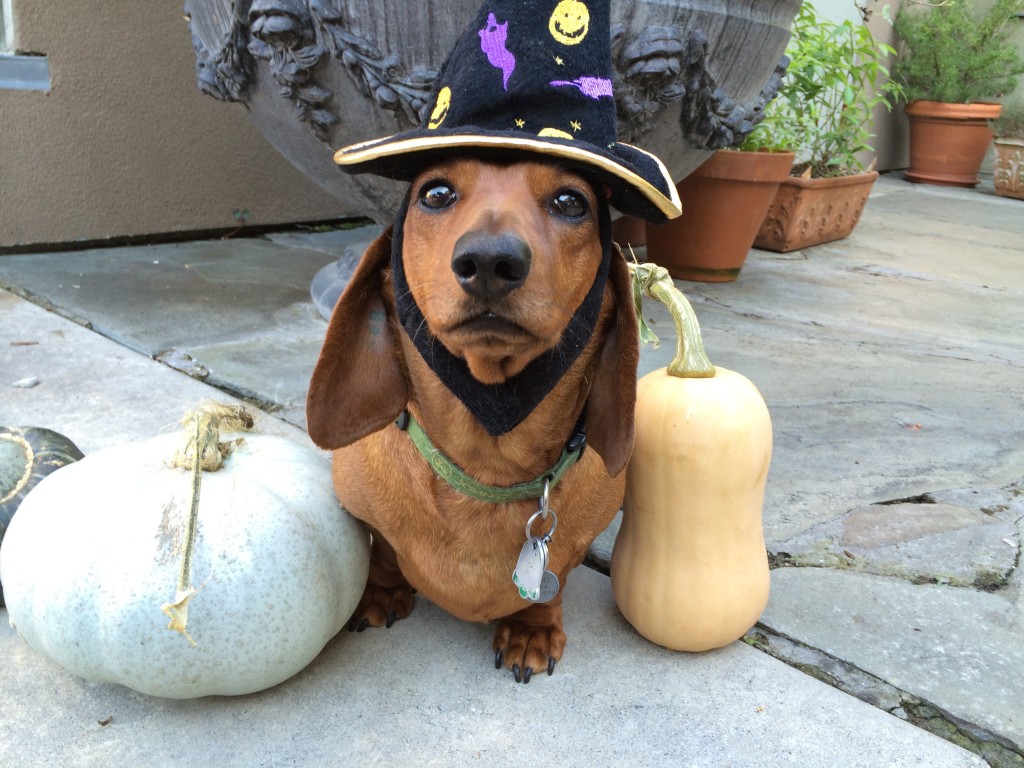 Vancouver vets offer safety tips for halloween.