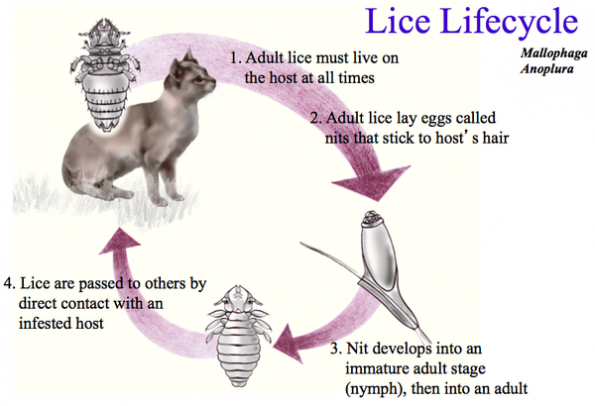 lice lifecycle resize