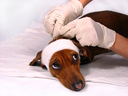 Learn more about our intensive care options at our Vancouver Animal Hospital.