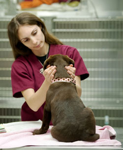 Our Vancouver Animal Hospital offers continuous care for our patients.