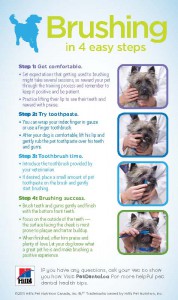 Learn how to brush your pet's teeth at our Vancouver Animal Hospital.