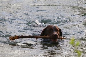 swimming dog stick