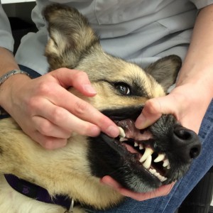 Vancouver-Veterinary-Hospital-shows-how-to-brush-dogs-teeth-2--595x595.jpg