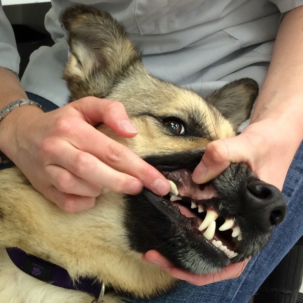 Vancouver Animal Hospital shows how to brush dog's teeth 2