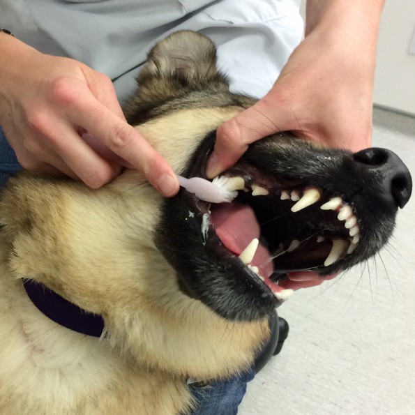 Vancouver Animal Hospital shows how to brush dog's teeth 3