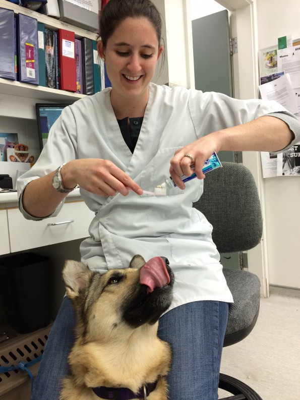 Vancouver Animal Hospital shows how to brush dog's teeth 4