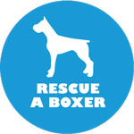 Amherst Helps Rescue a Boxer