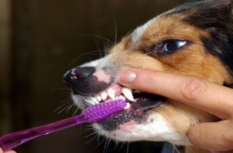 Amherst Veterinary Hospital discusses: Why Dentals?
