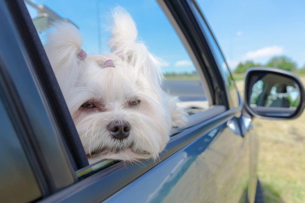 Pet Therapy: Traveling with pets made easy