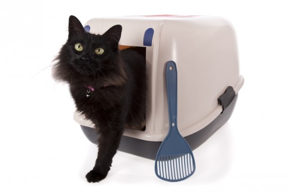 Thinking Inside the Box – Kitty Litter Solutions