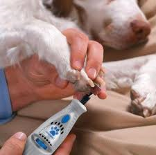 Trimming Your Dog’s Nails Using a Dremel