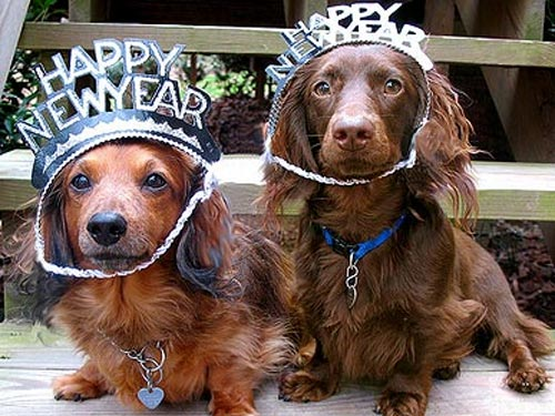 New Year Resolutions for Your Pets