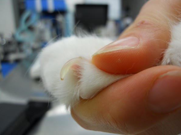 Cat Nail Trim how to 2