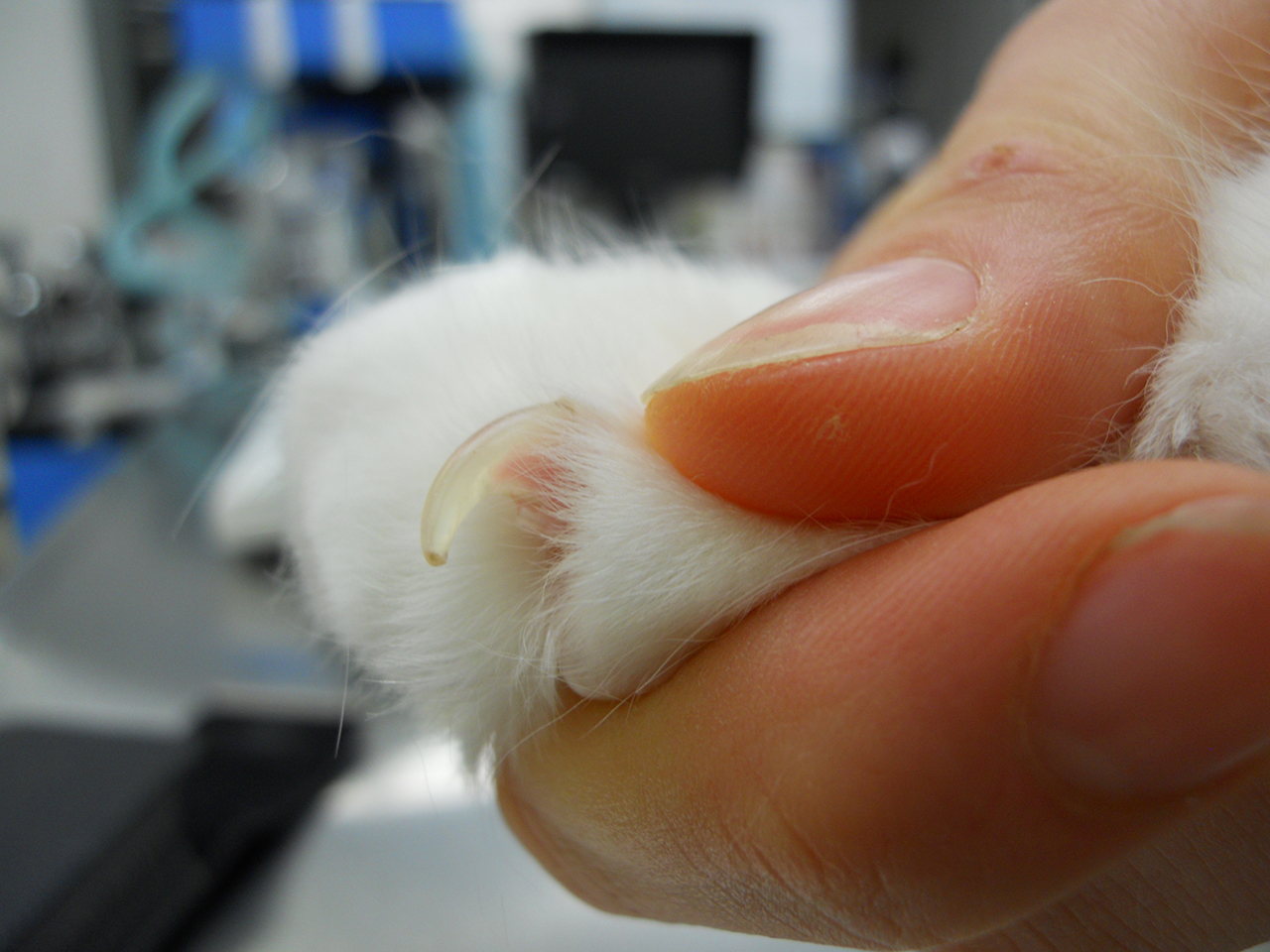 Can you use a nail file used for humans to trim a cat's claws? - Quora