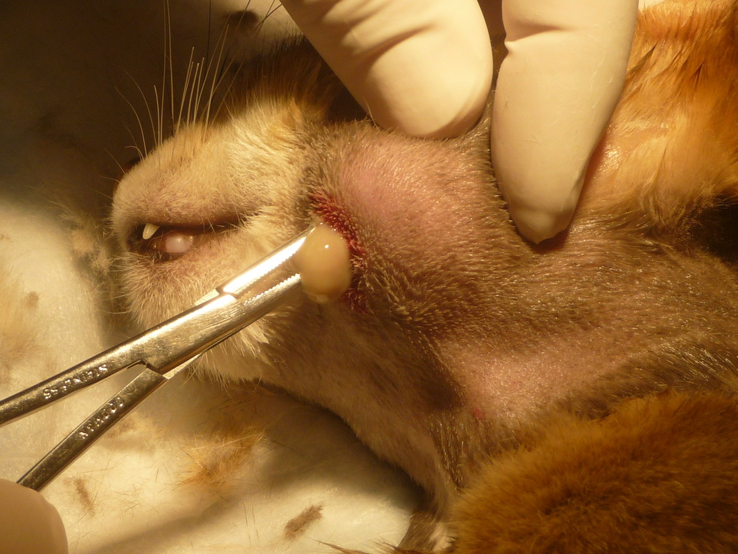 cat tooth abscess burst