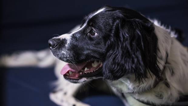 Amazing puppy trained to sniff out Superbugs!