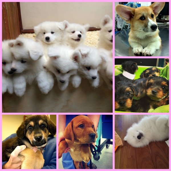 Our Vancouver Veterinary Hospital celebrates National Puppy Day