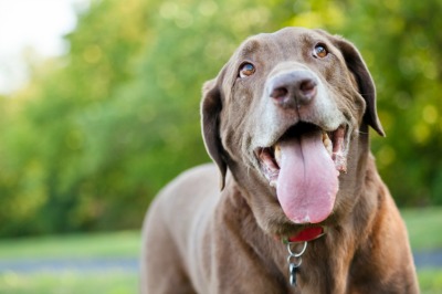 Our Vancouver Veterinary Hospital Discusses Osteoarthritis