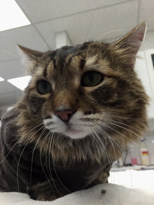 Pet of the Week: Tiger