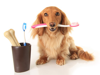 February is dental month at Amherst Veterinary Hospital