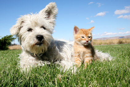 Our Vancouver Veterinary Hospital Discusses Heatstroke