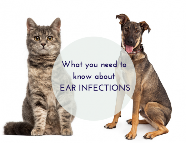 Seasonal Allergies – Dr. Loretta Yuen Discusses Ear Infections