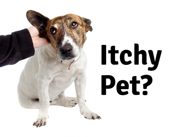 Our Vancouver Veterinary Hospital Discusses Itchy Pets