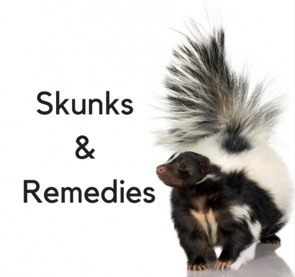 So Your Pet Was Skunked!