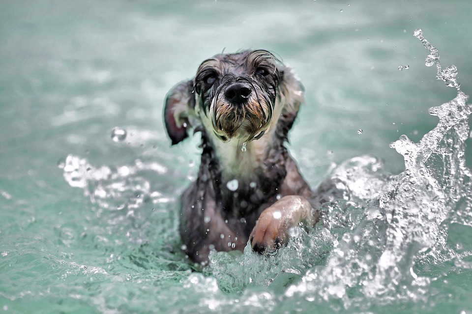 Our Veterinary Hospital Discusses Swimming Pets
