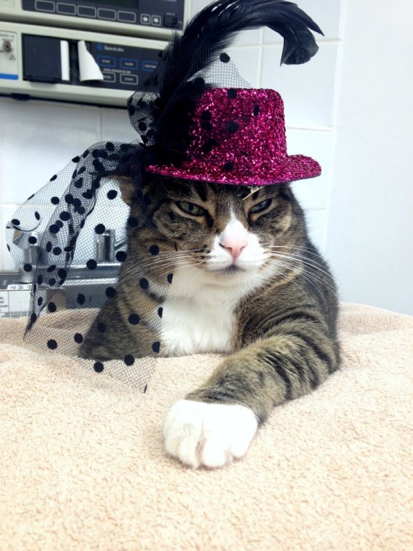 Amherst Veterinary Hospital Gears Up for Halloween