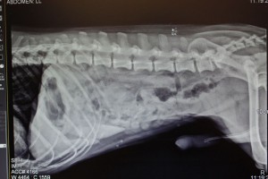 To find out more about your pet's injuries please contact our Vancouver Vets.