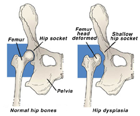 Our vets can help with your dog's Hip Dysplasia.