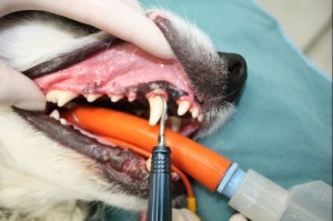 We offer extractions for necessary situations at our Vancouver Animal Hospital.