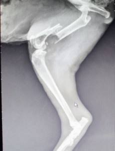 orthopedic-surgery