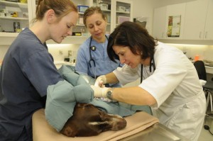 Our Animal Hospital in Vancouver also provide tranquilizers and sedatives.