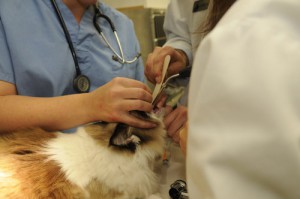 We provide excellent dentistry work at our Vancouver Animal Hospital.