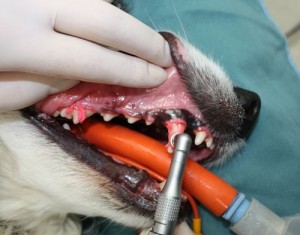 We also provide dental cleanings at our Vancouver Animal Hospital.