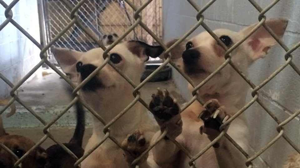 Two of the 120 shelter dogs rescued from death row.