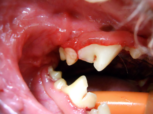 Dental Case: What Lies Beneath