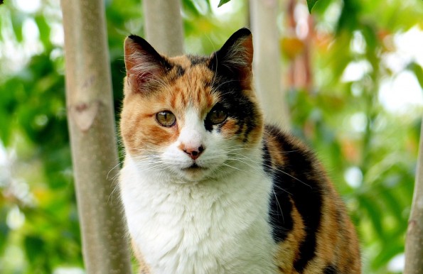 Does the color of a cats coat predict their temperament?