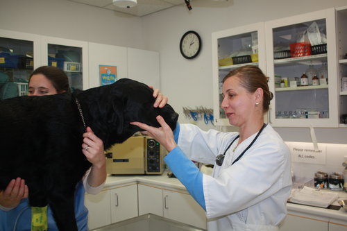 You can expect compassionate and professional service when you come to our Vancouver Animal Hospital.