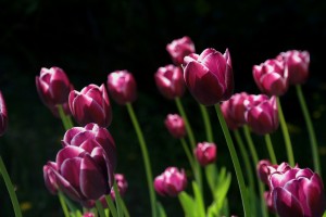 Beware tulips