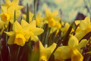 beware daffodils