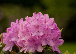 beware rhododendron