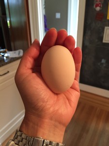 chicken blog, egg