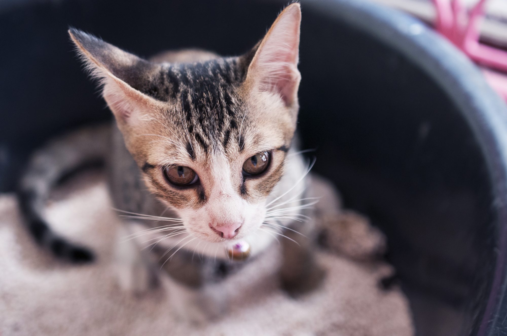 Protesting the Litter Box: Inappropriate Urination or Defecation with Cats