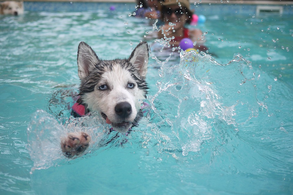 Swimming Safety Tips for your Dog